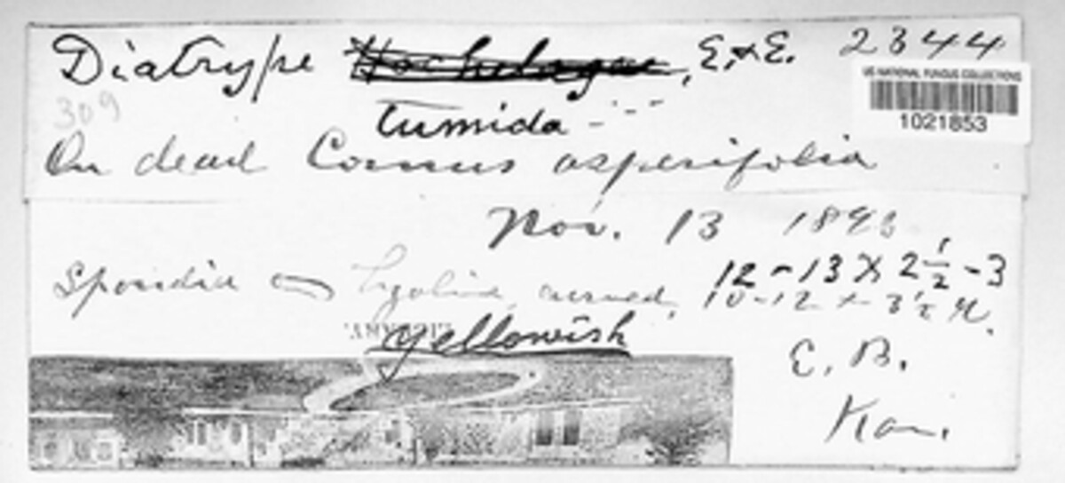 Eutypella tumida image